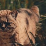 2. Güiña (Leopardus guigna)