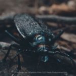 3. Madre de la culebra (Acanthinodera cumingii)