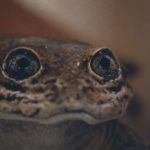 4. Rana del Loa (Telmatobius dankoi)