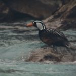 5. Pato corta corrientes (Merganetta armata)