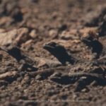 6. Matuasto chillón (Phymaturus vociferator)