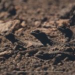 6. Matuasto chillón (Phymaturus vociferator)2