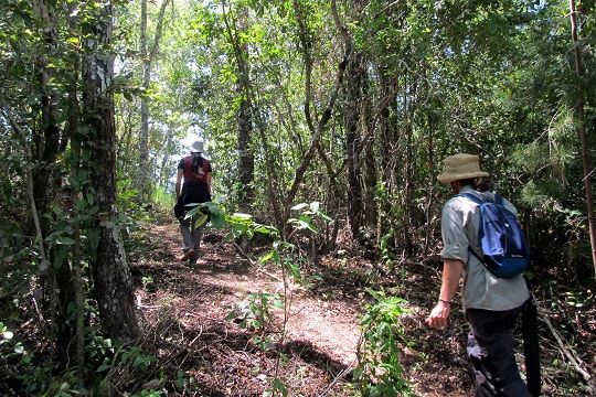 Cobquecura: voluntarios participan en creación de sendero educativo para la conservación del queule