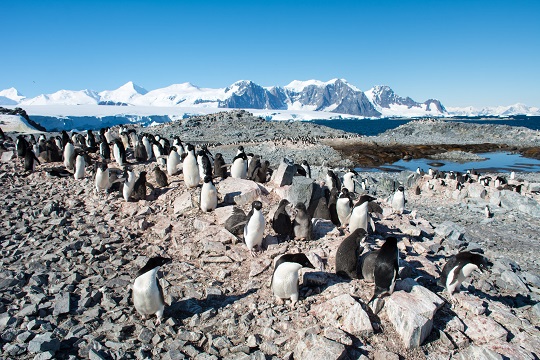 Detectan nuevos virus en pingüinos en un amplio sector de la Antártica