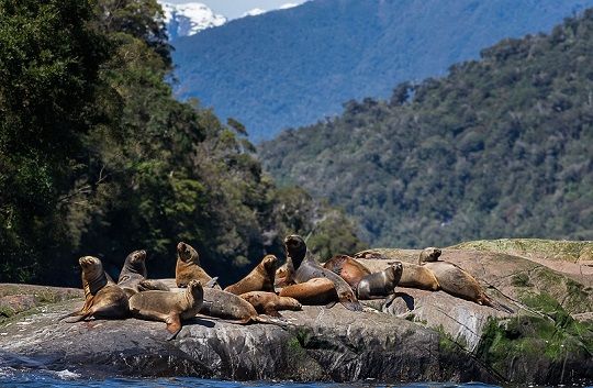 Región de Aysén logra primer plan colaborativo para asegurar conservación  de un Área Marina Protegida