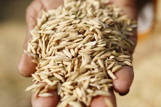 Empresa chilena busca generar energías renovables a partir de cáscaras de arroz