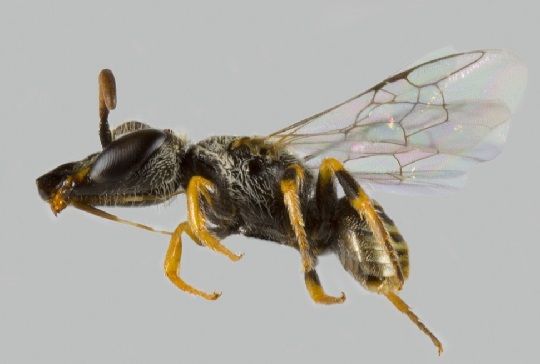 Científica descubrió nueva especie de abeja chilena y la bautizó en honor a las mujeres en ciencias