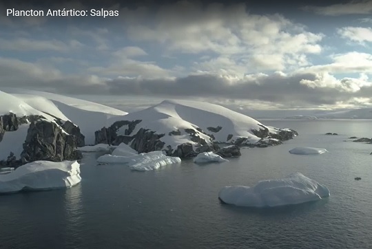 De Magallanes al mundo: Fundación Mar y Ciencia estrena conversatorios por Youtube