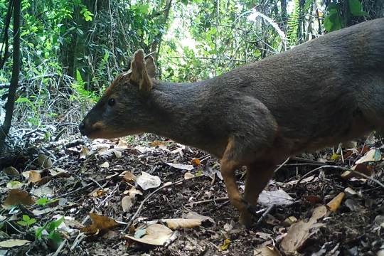 Conaf recopiló importante material de fauna tras monitoreo en Reserva Nacional Nonguén