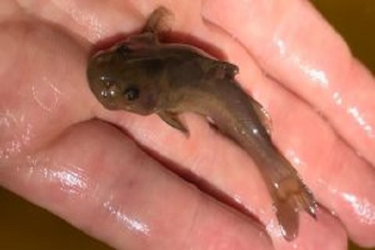 Investigadores descubren pez bagre desaparecido hace 100 años en ríos costeros del sur