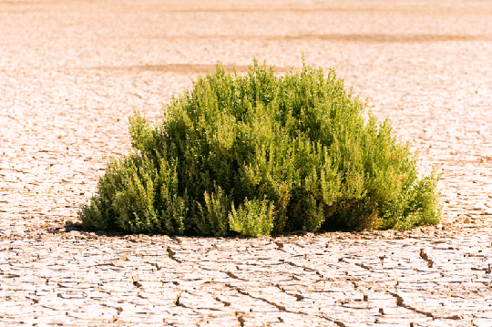 Lucha contra la Desertificación y Sequía: de lo individual a lo colectivo