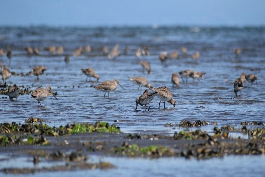 Proyecto busca conservación de aves playeras en humedales Chamiza