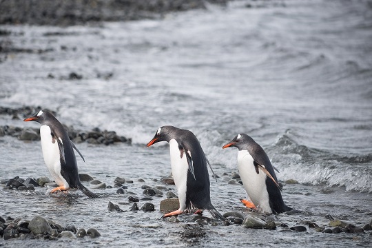 Expediciones lideradas por el Inach recogen nuevos antecedentes sobre los pingüinos