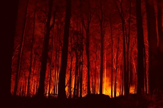 Incendios forestales: eventos que pueden evitarse