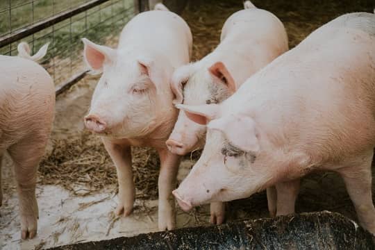¿Cómo se regularán los olores en los planteles porcinos de Chile?