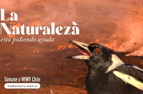 WWF llama a escuchar a la naturaleza frente a los incendios forestales