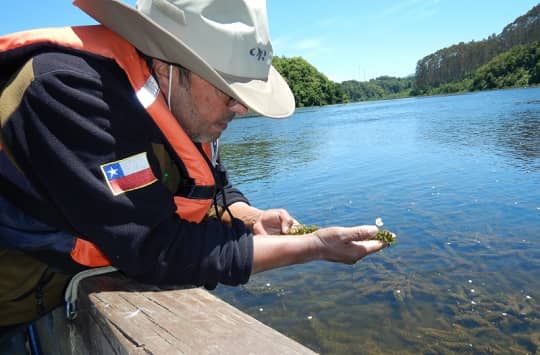 SMA intensifica fiscalización y pide monitoreo en línea a Celco por afectación ambiental en río Cruces