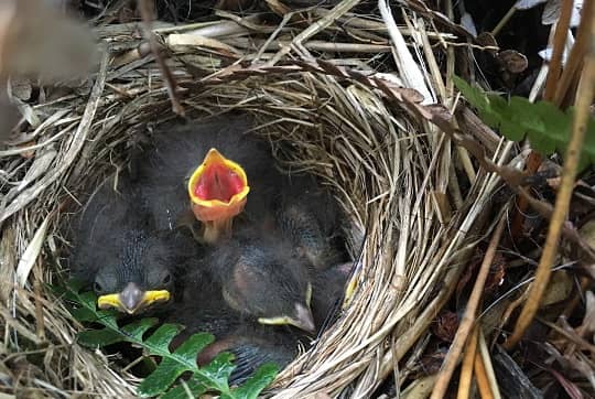 Depredación de nidos afecta la sobrevivencia de polluelos de Isla Navarino
