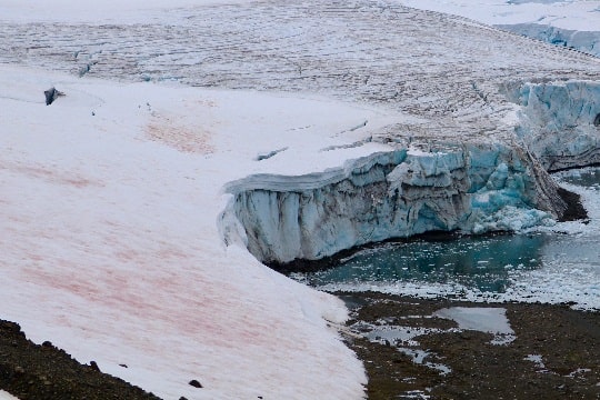 Algas contribuyen a la pérdida de nieve en la península Antártica