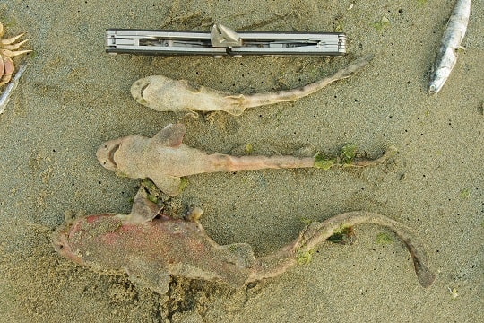 Más de 10 especies marinas juveniles vararon en playas de Dichato
