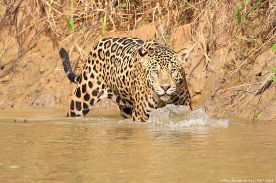 WWF pide a gobiernos de América Latina cumplir con el Plan Jaguar 2030
