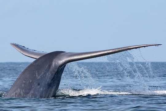 Día Mundial de las Ballenas: seis grandes datos de estas gigantes del océano