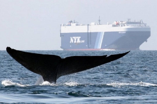Golfo de Corcovado: iniciativa buscará proteger a las ballenas del ruido submarino