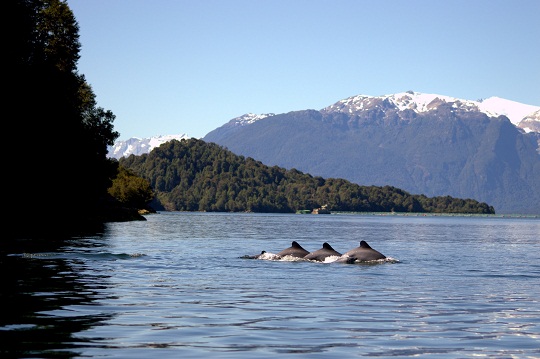 Investigación proyecta las amenazas e indica el estado de salud del delfín chileno en la Patagonia Norte