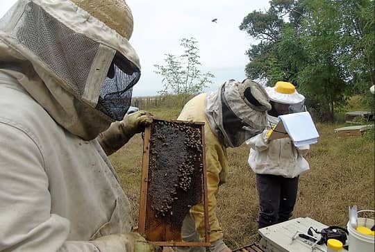 Identifican prácticas apícolas que más impactan en salud y productividad de abejas melíferas