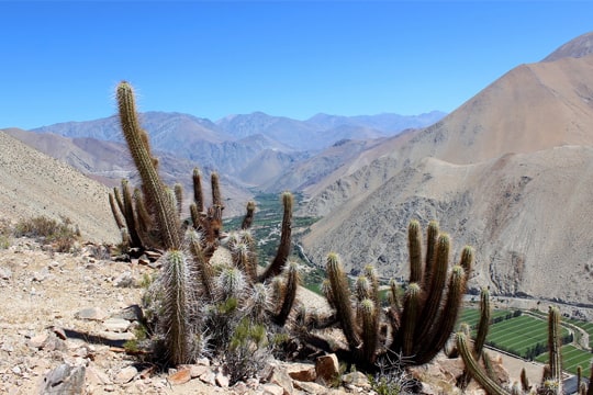 Valle del Elqui: buscan rescatar patrimonio con estudio de saberes y usos tradicionales de plantas nativas