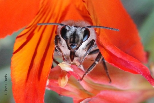 Digitalizan colección biológica de abejas nativas de Chile entre 1907 y 2010