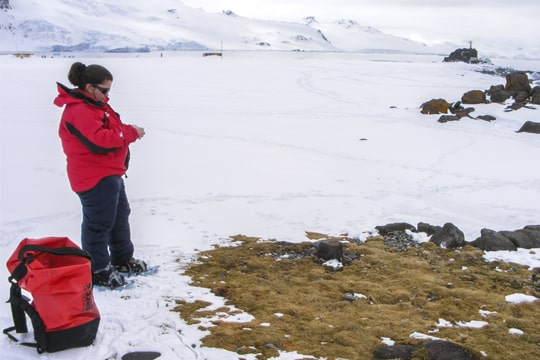 Científica cultiva y mantiene a casi 10 mil plantas antárticas para investigaciones