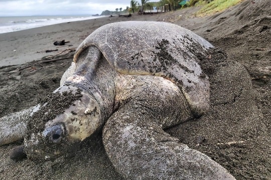 Proyecto latinoamericano buscará una solución a la basura en playas para conservación de tortugas marinas