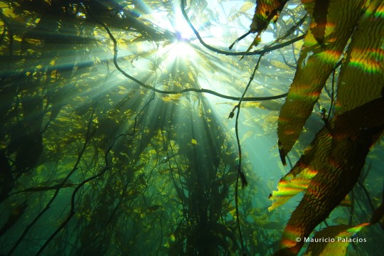 Bosques submarinos de la Patagonia se mantienen intactos pese al cambio climático