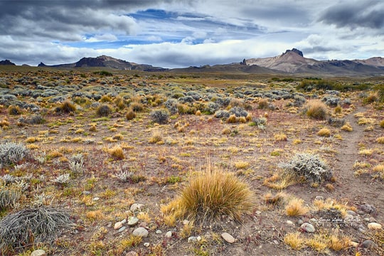 Centros de investigación llaman a suspender plantación de especies exóticas en Patagonia chilena