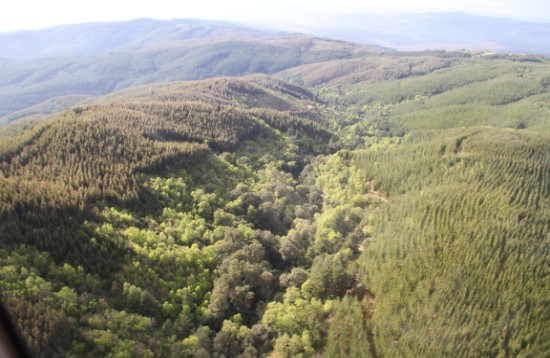 Publican primera guía para el monitoreo de la restauración de bosques en Chile