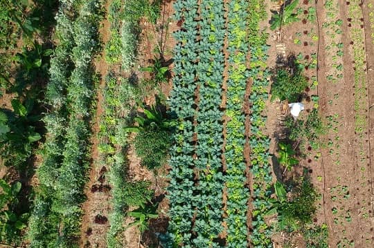 Agricultura regenerativa: la clave para la conservación de suelos y la sostenibilidad agrícola