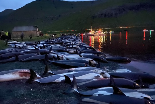 1.400 delfines son asesinados por antigua «tradición» en las Islas Feroe