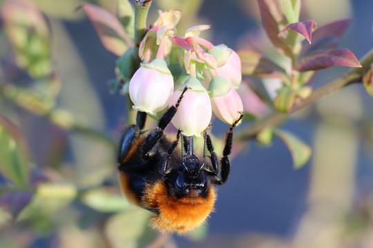 Ley protección polinizadores: buscan prohibir importación de abejorro europeo