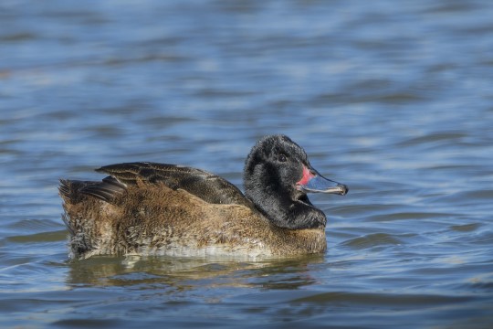 Censo asegura que gestión del agua realizada en Laguna Batuco permite aumento de aves acuáticas