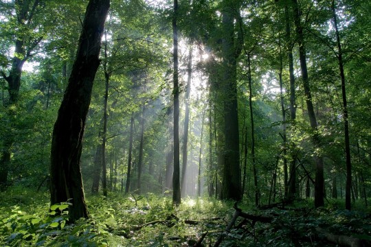 COP26: WWF festeja anuncio de restauración de la tierra y bosques para el 2030