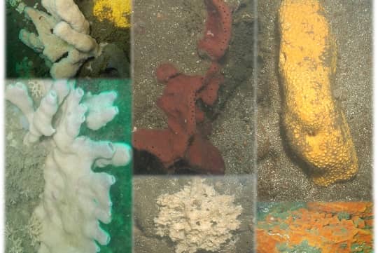 Hallazgo científico: encuentran nueva especie de esponja marina