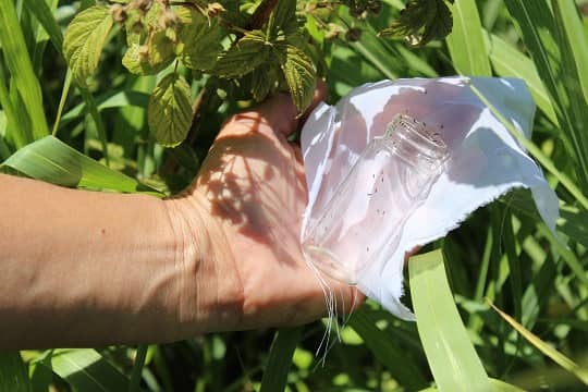Primera liberación en Chile de agente de control biológico para el manejo de mosca de alas manchadas en cultivos orgánicos