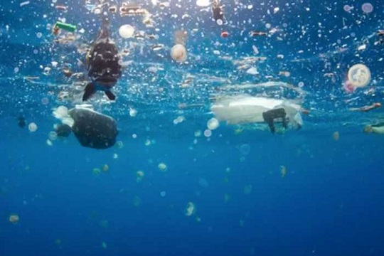 Estudio revela que patógenos terrestres “viajan” al mar por los microplásticos