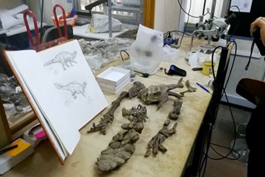 Con grandes expectativas comienza nueva expedición que buscará fósiles de la Era de los Dinosaurios en Cerro Guido