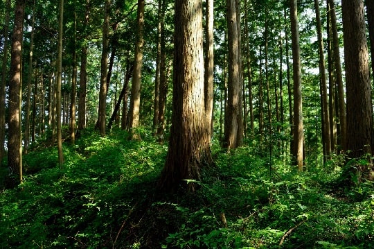 Proyecto busca identificar el momento crítico en que el cambio climático impactará a bosques y recursos hídricos