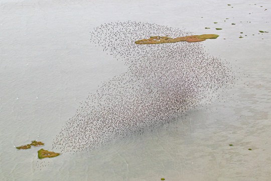Migraciones de aves, una de las maravillas de la naturaleza