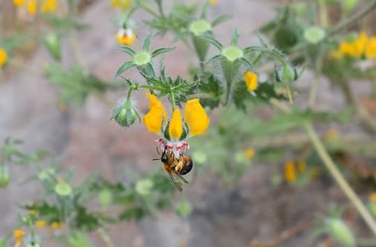 La importancia de las abejas nativas en la polinización de frutales para contribuir a una agricultura más sustentable