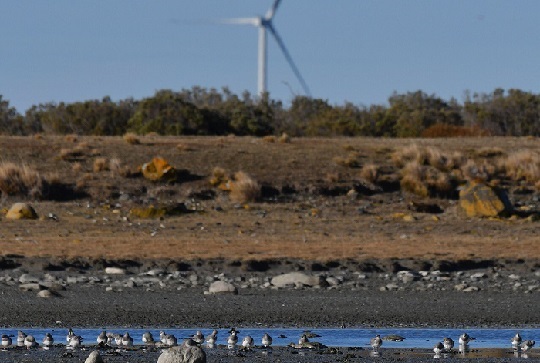 Impactos de los aerogeneradores sobre la biodiversidad en Magallanes