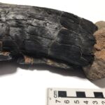 2.-Madera-fóssil-carbonizado